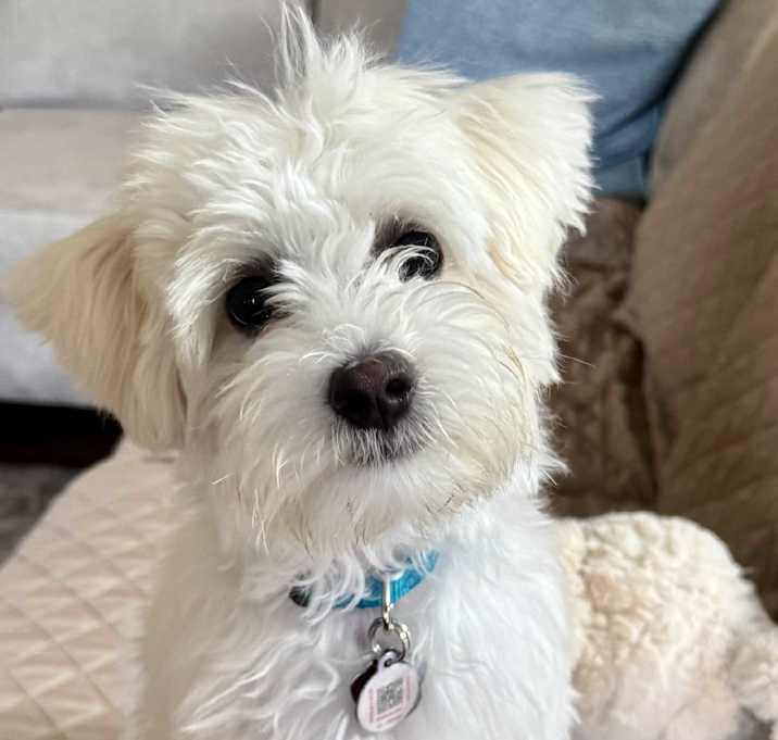 Photo of BERNARD