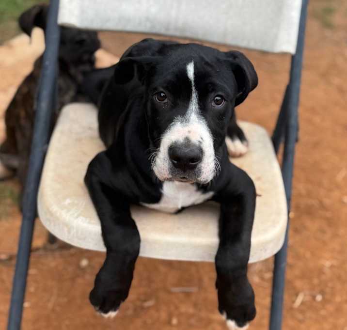 Photo of Jett