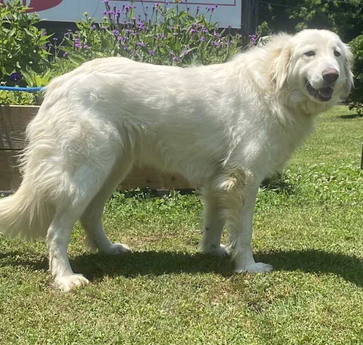 Photo of Penny