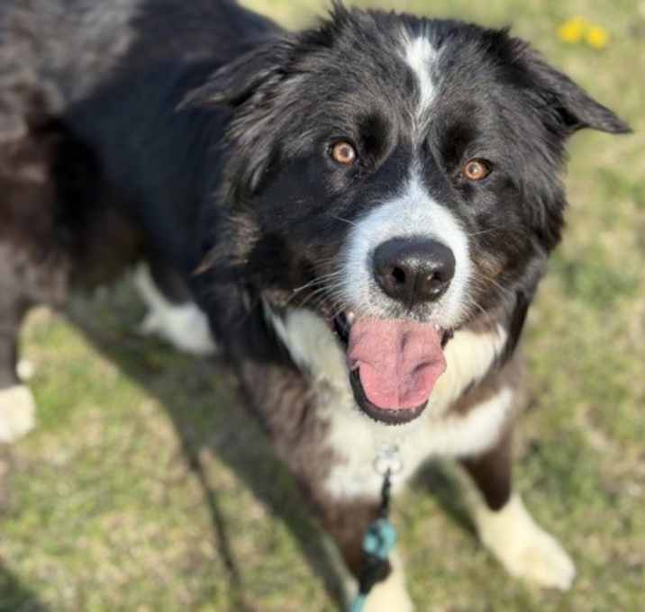 Photo of Kali