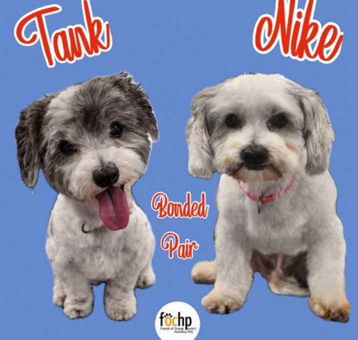 Photo of Tank and Nike