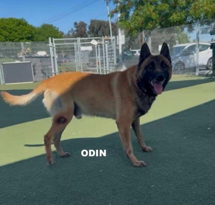 Photo of ODIN