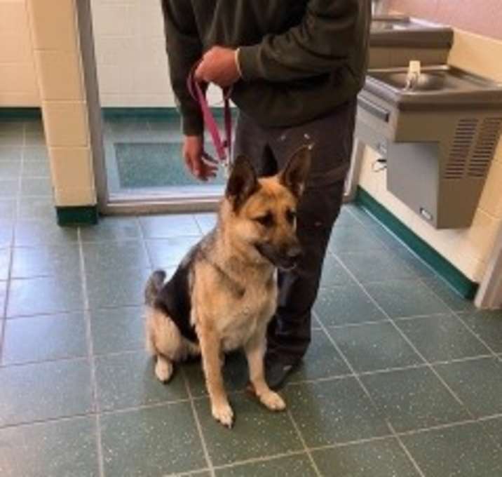 Photo of Nova