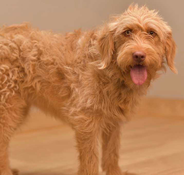 Photo of Harper D65094