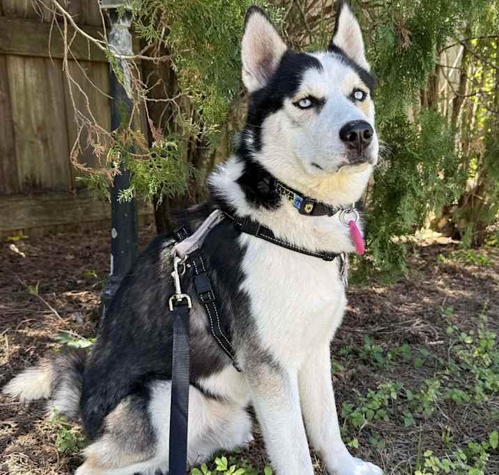 Photo of Lucky