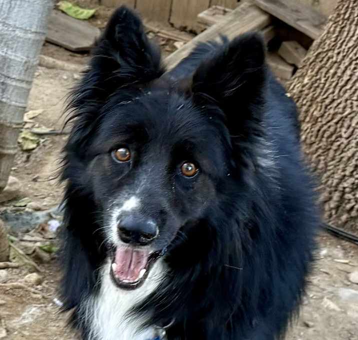 Photo of Nico