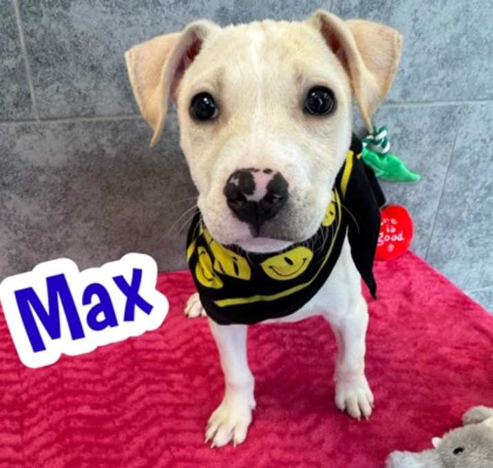Photo of Max