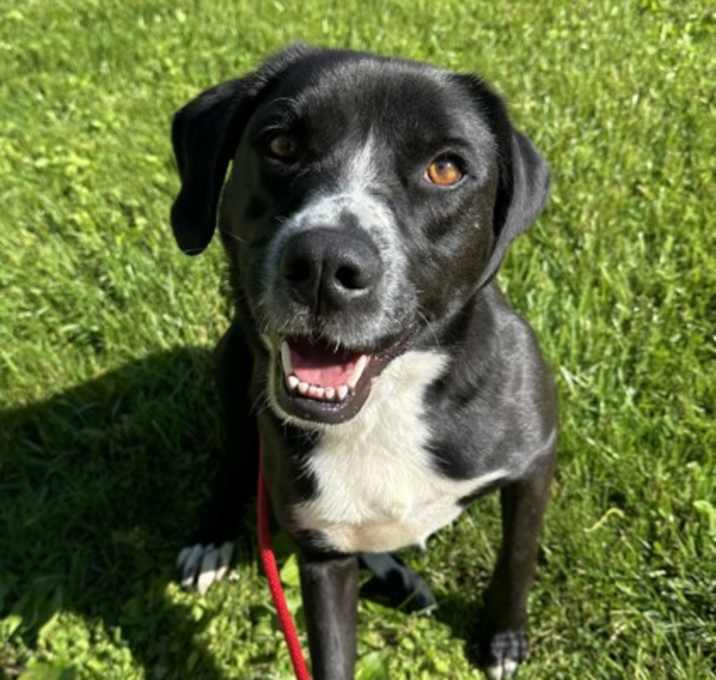 Photo of Harvey