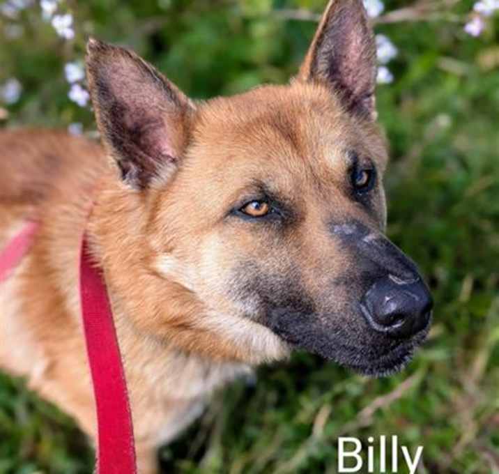 Photo of BILLY