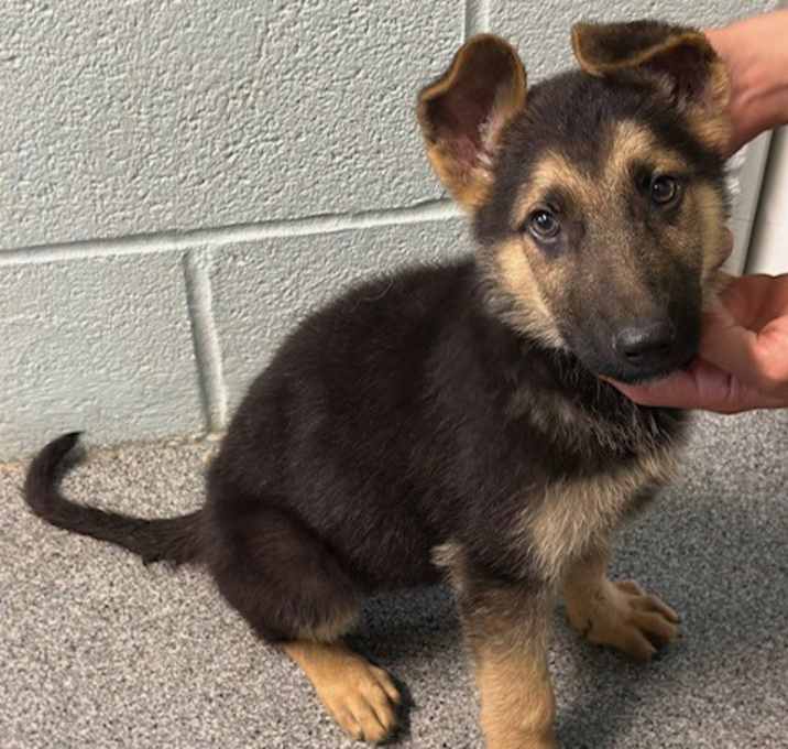 Photo of Thor