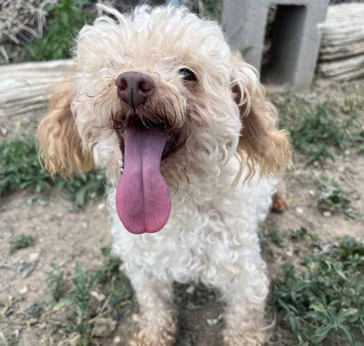 Photo of Opie