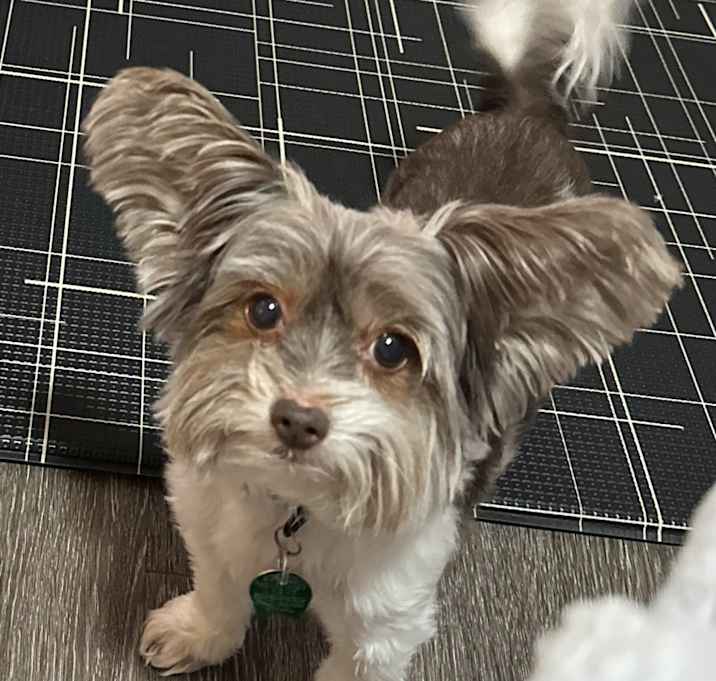 Photo of Romeo