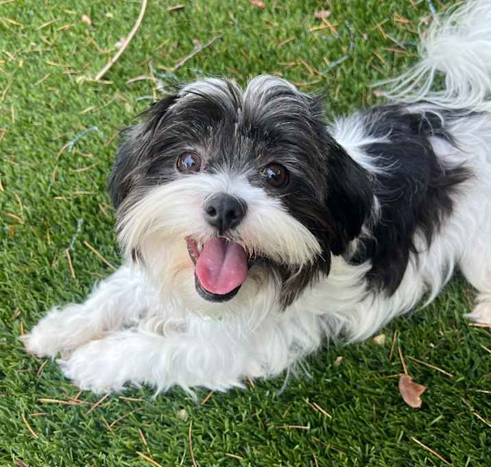 Photo of MILLIE