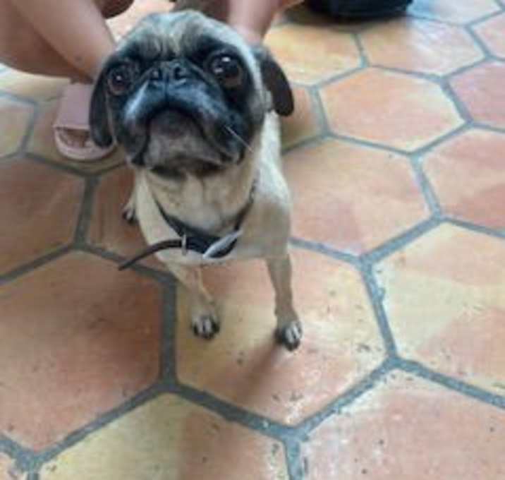 Photo of Loki