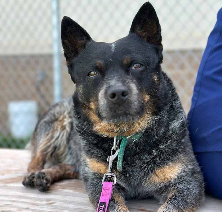 Photo of Stitch