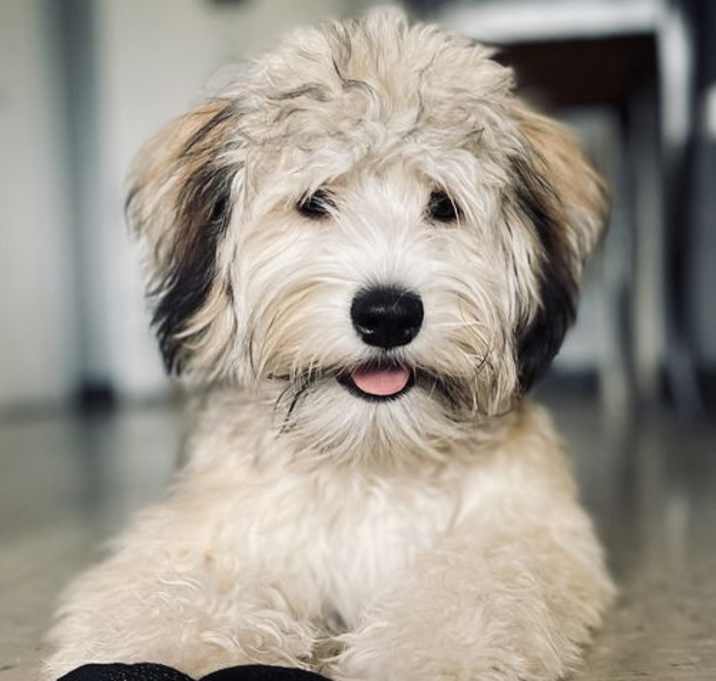 Photo of JORDAN - “Happy Boy”