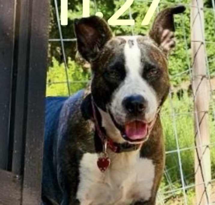 Photo of Rosie