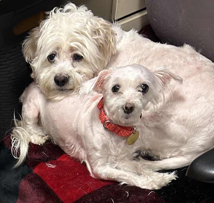 Photo of Princess Smores & Marshmallow