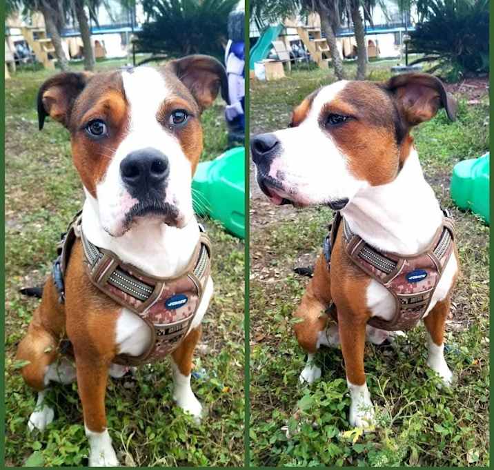 Photo of Barkley