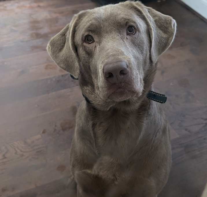 Photo of Tyson