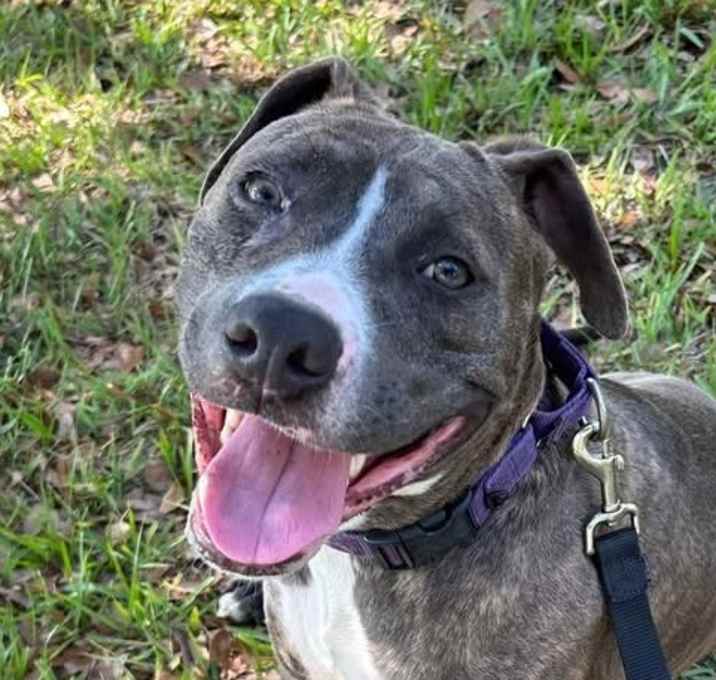 Photo of Pogo