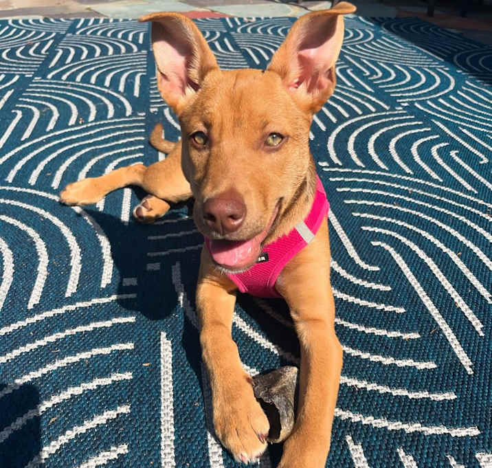 Photo of Shiri