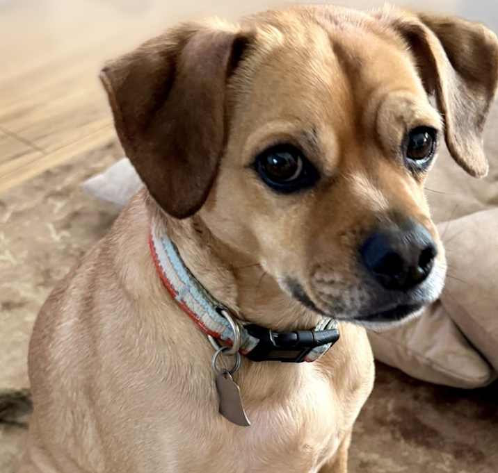 Photo of Archie
