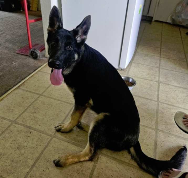 Photo of Shadow