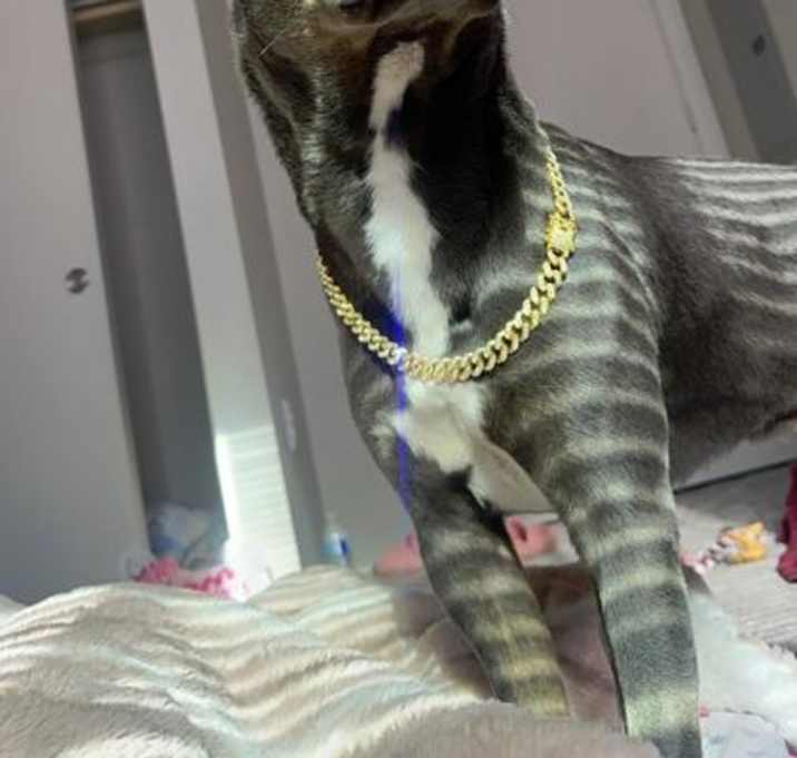 Photo of Bentley