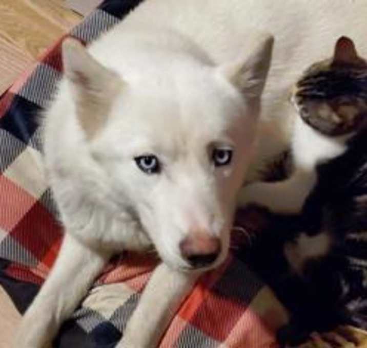 Photo of Nymeria