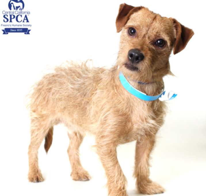 Photo of Canelo