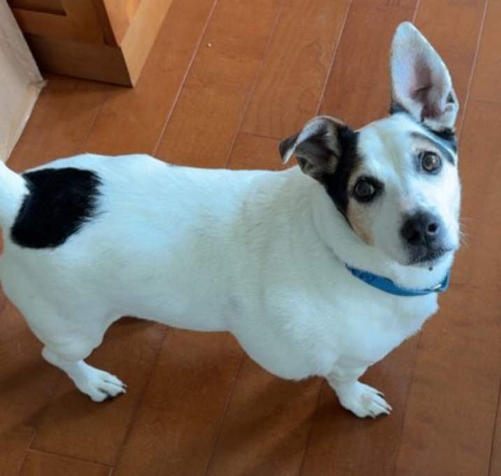 Photo of Lucky