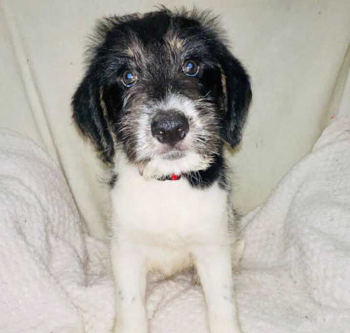 Photo of Fern