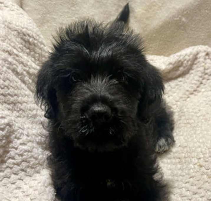Photo of Star