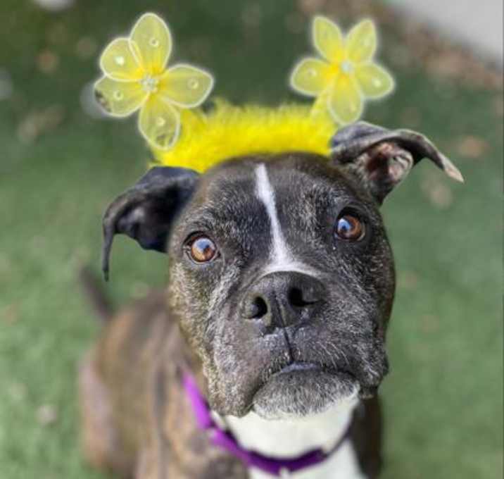 Photo of Piper