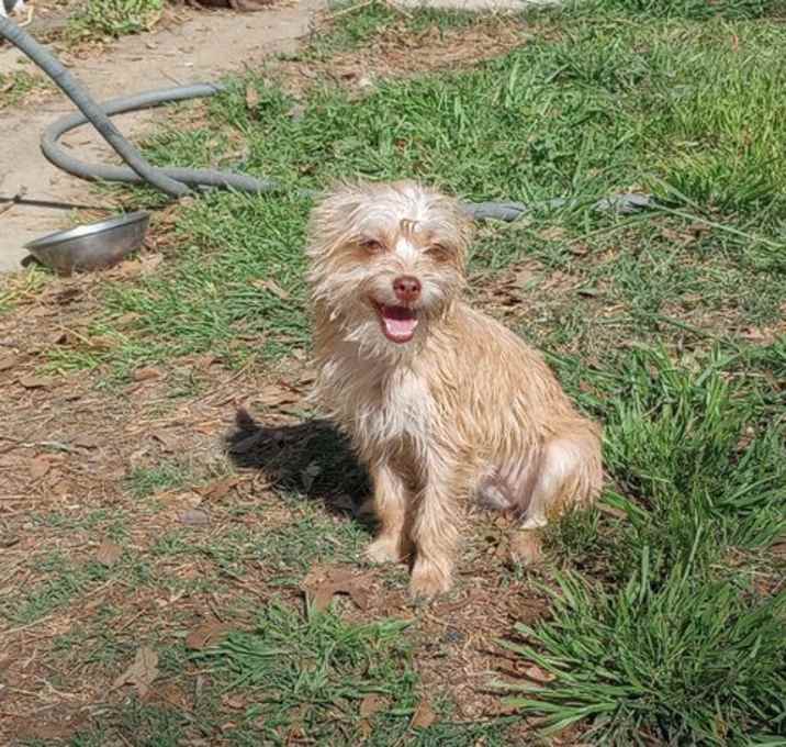 Photo of Piper