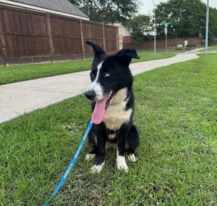 Photo of Oreo
