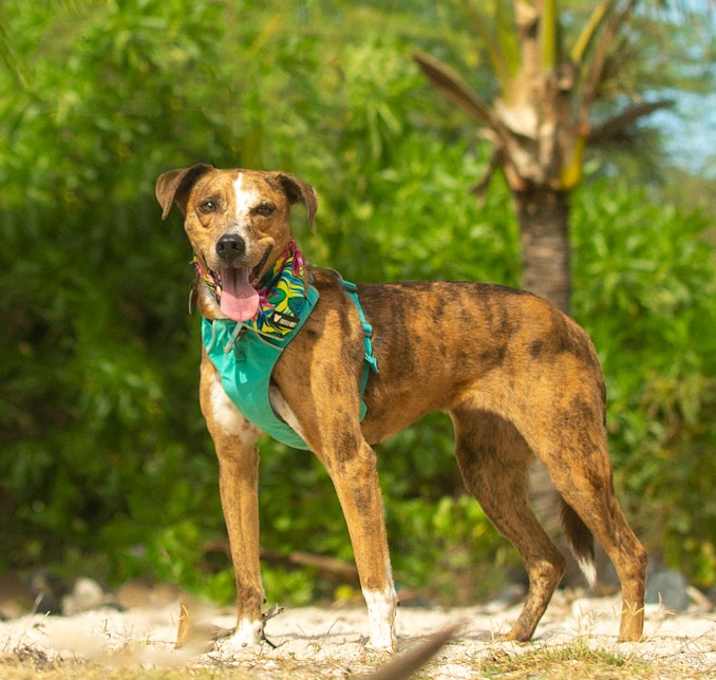 Photo of Tillie