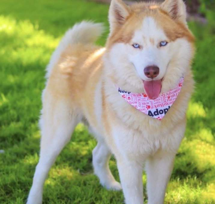 Photo of Xaden *Foster Needed*