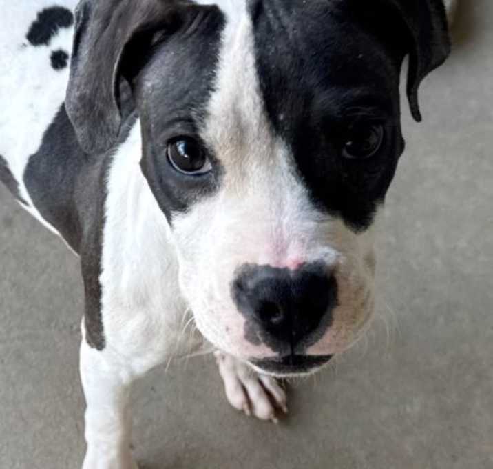 Photo of Santa Fe Skillet Denny 3 Roscoe