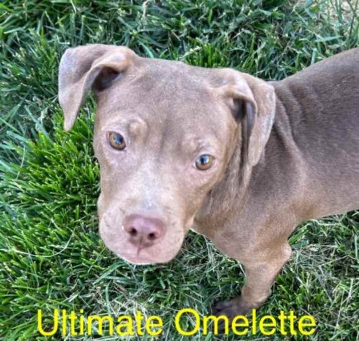 Photo of Ultimate Omelette Denny 1 Roscoe