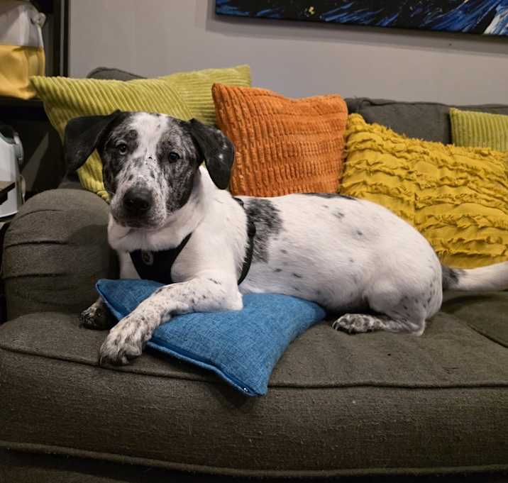 Photo of Suki