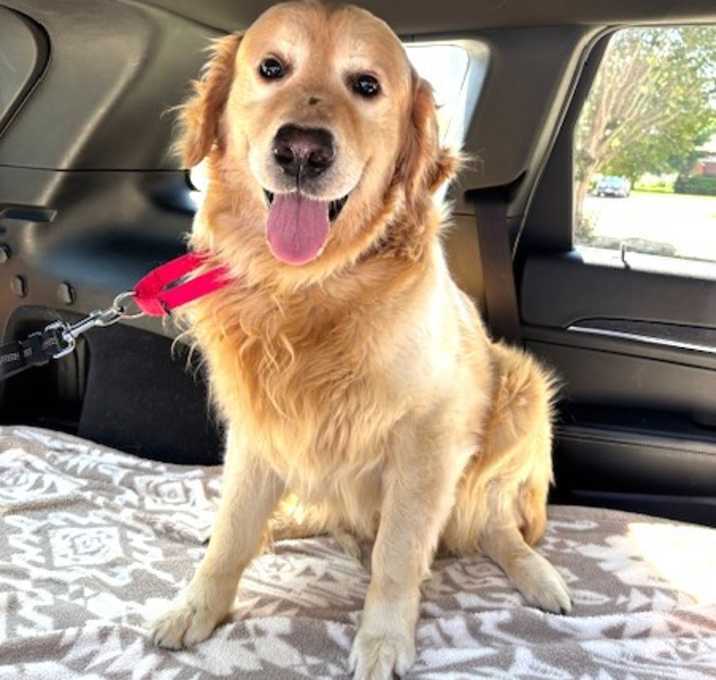 Photo of 4PAWS Spencer