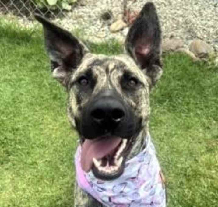 Photo of Sable