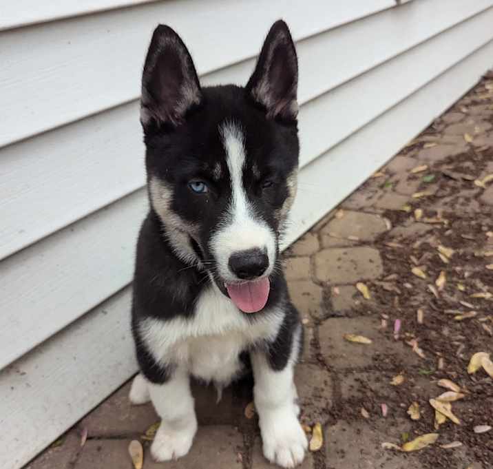 Photo of Koda