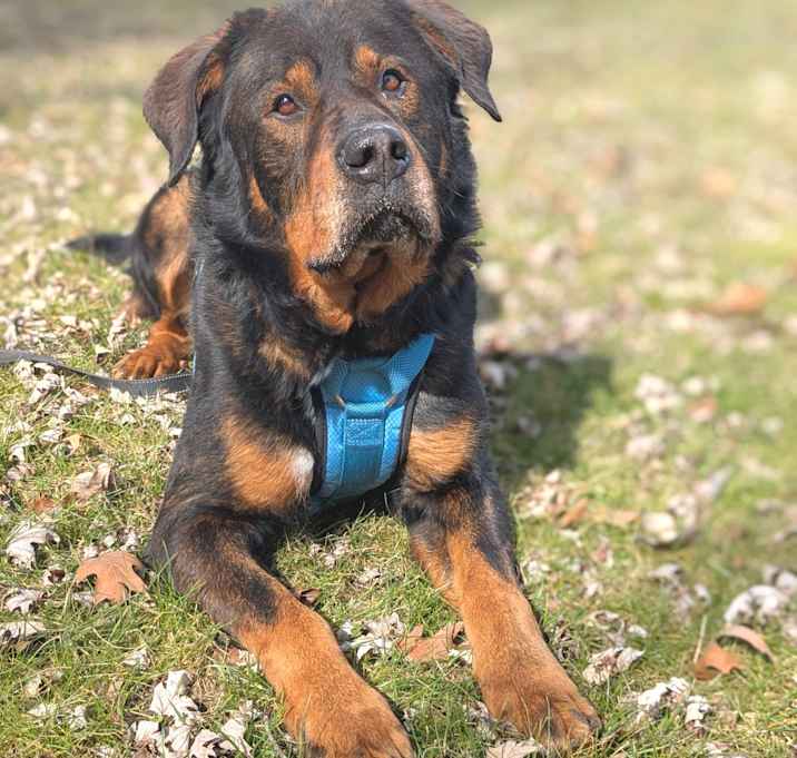 Photo of D.O.G.