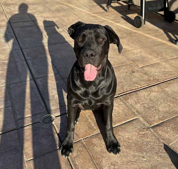 Photo of Bailey
