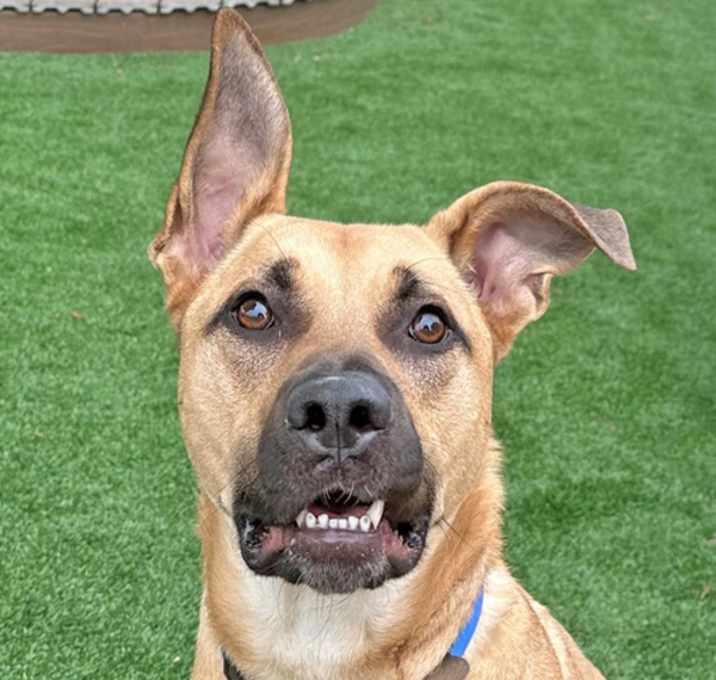 Photo of Buddy