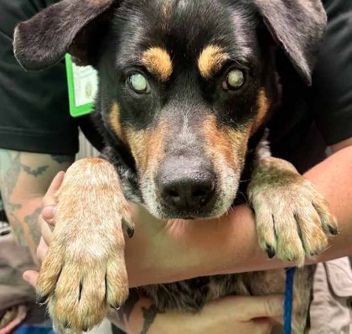 Photo of Pilot