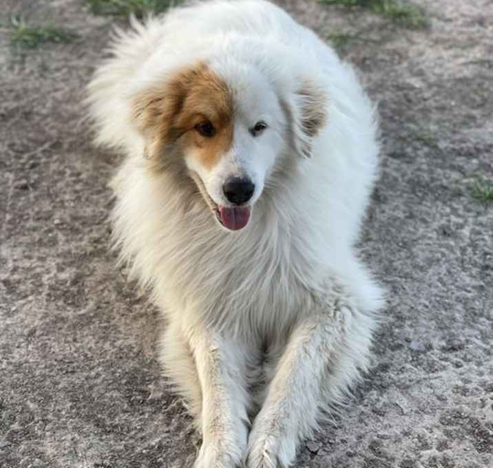 Photo of Toby